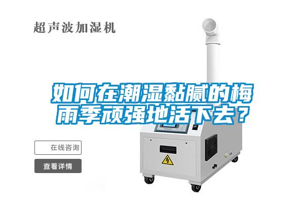 如何在潮濕黏膩的梅雨季頑強地活下去？