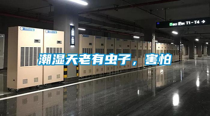 潮濕天老有蟲子，害怕
