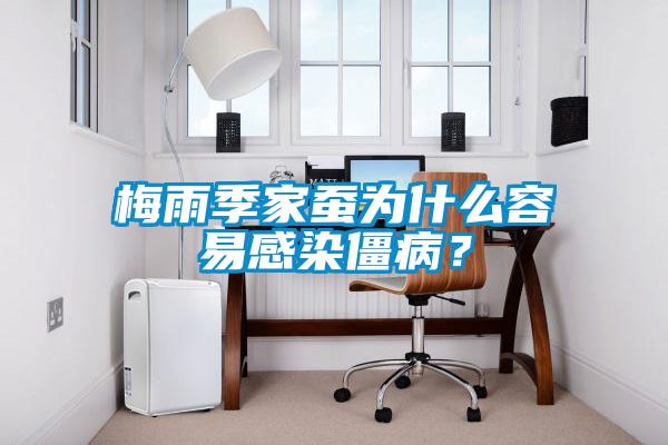 梅雨季家蠶為什麽容易感染僵病？