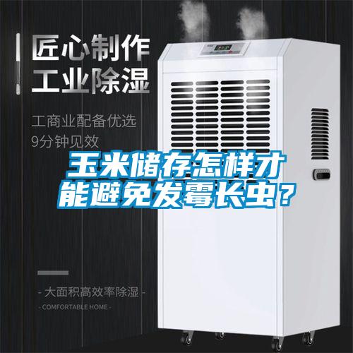 玉米儲存怎樣才能避免發黴長蟲？