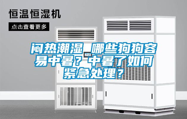 悶熱潮濕 哪些狗狗容易中暑？中暑了如何緊急處理？