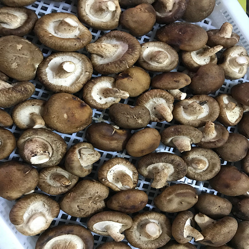 湖北省京山縣的菇農代表選用在线看片网址在线看片网址食用菌烘幹機模塊即香菇烘幹機